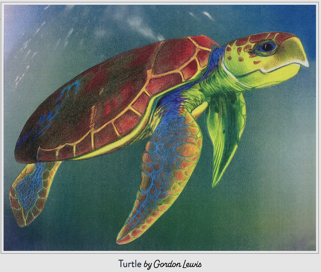 Turtle by Gordon Lewis