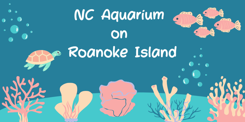 Experience the NC Aquarium on Roanoke Island [Video] 