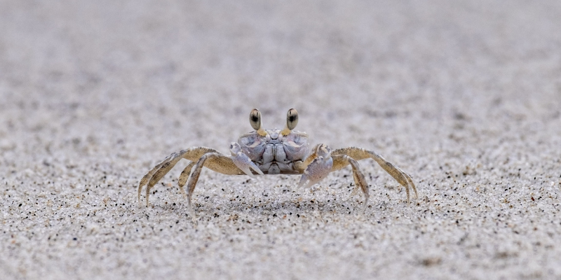 What Are Ghost Crabs?