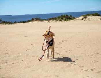 Dog on the beach enjoying Outer Banks pet-friendly vacation rental.