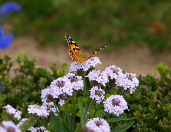 Image of monarch butterfly sitting on purple flowers.