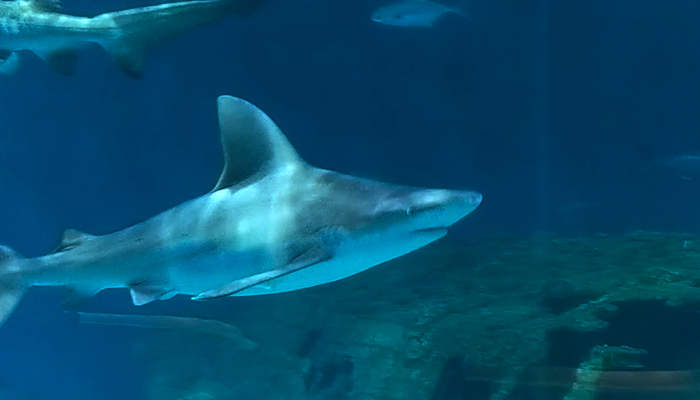 NC Aquarium on Roanoke Island Offers Virtual Programs - Sharks