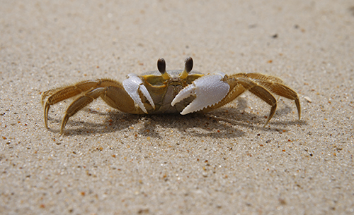 obx ghost crab hunting at night