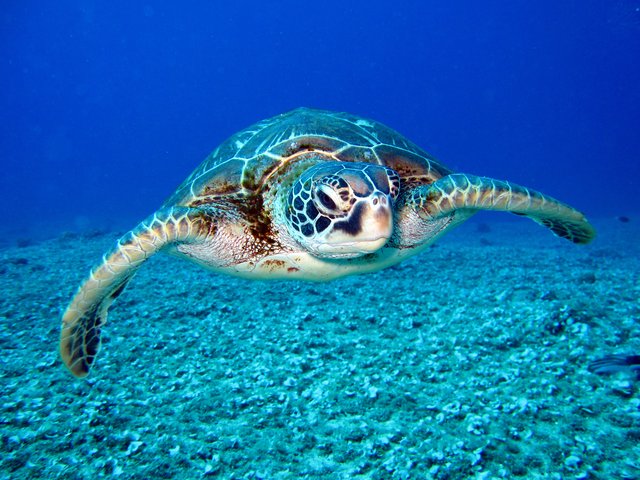 Outer Banks Sea Turtles