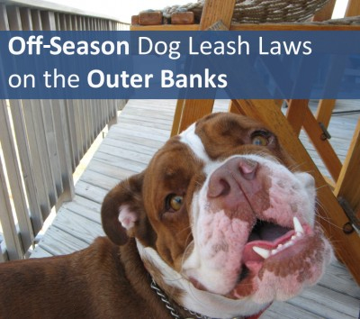Off-Season Dog Leash Laws on the Outer Banks of North Carolina