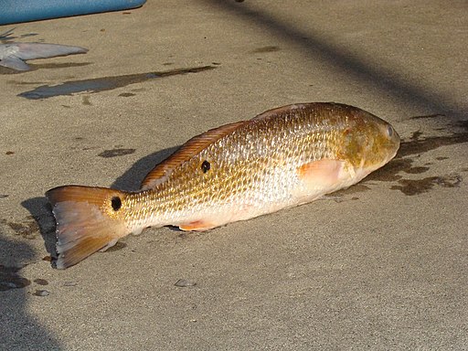 Outer Banks Red Drum Fishing