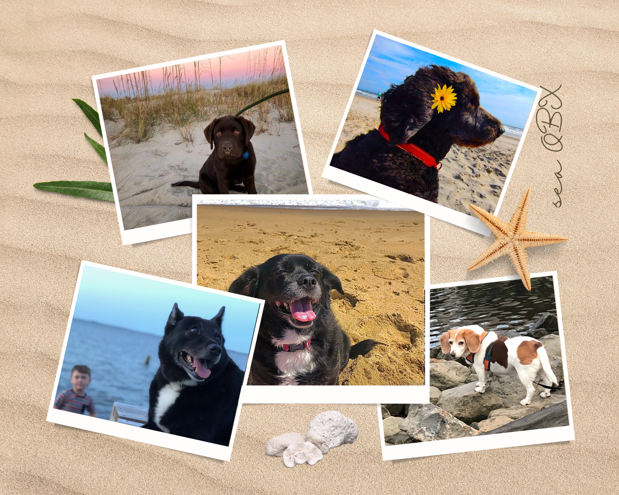 Collage of 5 photos: a black and white dog, black dog on the sound, beagle by the sound.