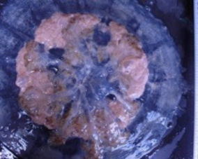 Mushroom Jellyfish