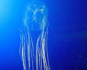 Sea Wasp Jellyfish