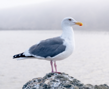 Herring Gull sitting on a rock.