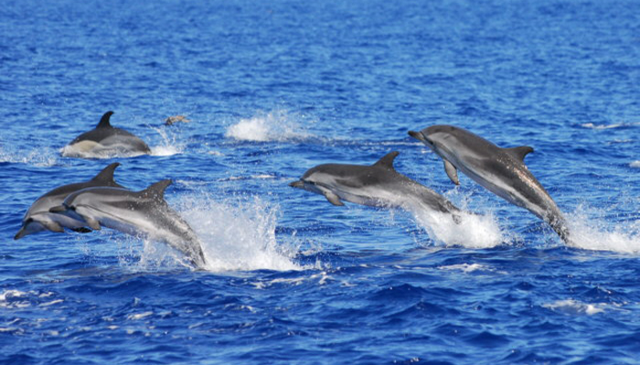 Wanchese Marina Dolphin Tours